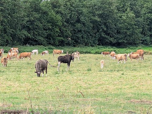 Mitten auf einer Wiese steht der Elch Bert zwischen vielen Kühen