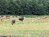 Mitten auf einer Wiese steht der Elch Bert zwischen vielen Kühen