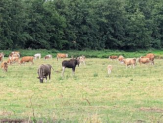 Mitten auf einer Wiese steht der Elch Bert zwischen vielen Kühen