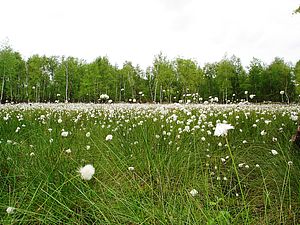 Blütenteppich aus Schmalblättriges Wollgras (Foto: Peggy Steffenhagen)