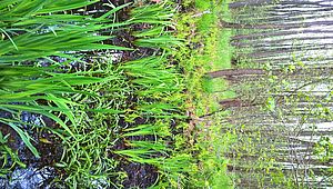Bruchwald mit Wasserschwertlilien (Foto: Katrin Greiser)