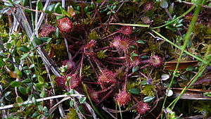Rundblättriges Sonnentau (Drosera rotundifolia)(Foto: Katrin Greiser, Naturparkverwaltung)