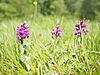 Im Vordergund ist eine Wiese mit drei rötlichen Orchideen