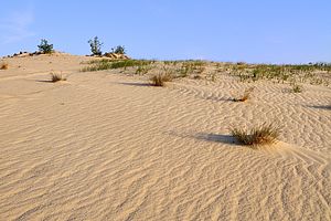 Wie Sand am Meer (Foto: Sebastian Hennigs)