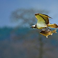 Fischadler (Foto: Kerstin Kruse)