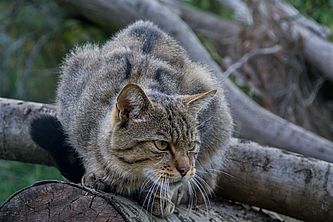 Wildkatze, Foto: i.a. Dr. Tilo Geisler/Stiftung Naturlandschaften Brandenburg, Lizenz: i.a. Dr. Tilo Geisler/Stiftung Naturlandschaften Brandenburg