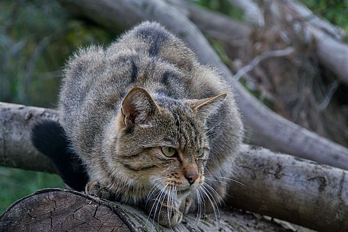Wildkatze, Foto: i.a. Dr. Tilo Geisler/Stiftung Naturlandschaften Brandenburg, Lizenz: i.a. Dr. Tilo Geisler/Stiftung Naturlandschaften Brandenburg