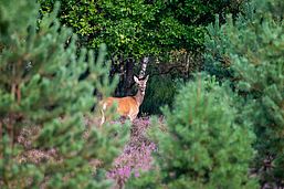 Foto: Dr. Tilo Geisel, Lizenz: Wildnisstiftung