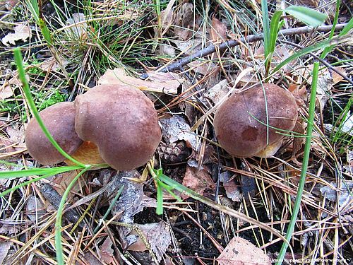 Foto: Ursula Kupper, Lizenz: Naturparkverwaltung Nuthe-Nieplitz