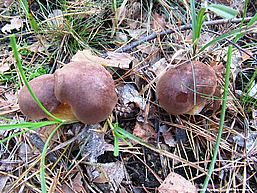 Foto: Ursula Kupper, Lizenz: Naturparkverwaltung Nuthe-Nieplitz