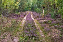 Foto: Dr. Tilo Geisel, Lizenz: Stiftung Naturlandschaften Brandenburg