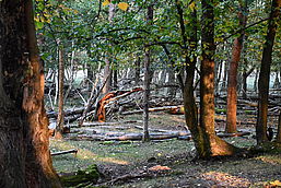 Foto: A. Emrich, Lizenz: Landschafts-Förderverein Nuthe-Nieplitz-Niederung e.V.